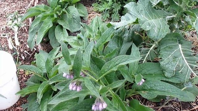 Easy DIY Comfrey Liquid Fertilizer смотреть онлайн