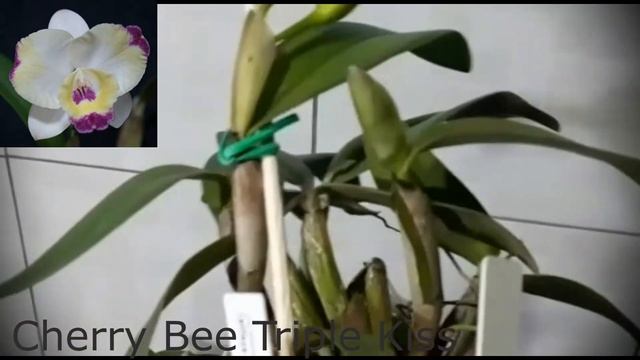 orquídea cattleya híbrida cherry bee adulta #shorts смотреть онлайн