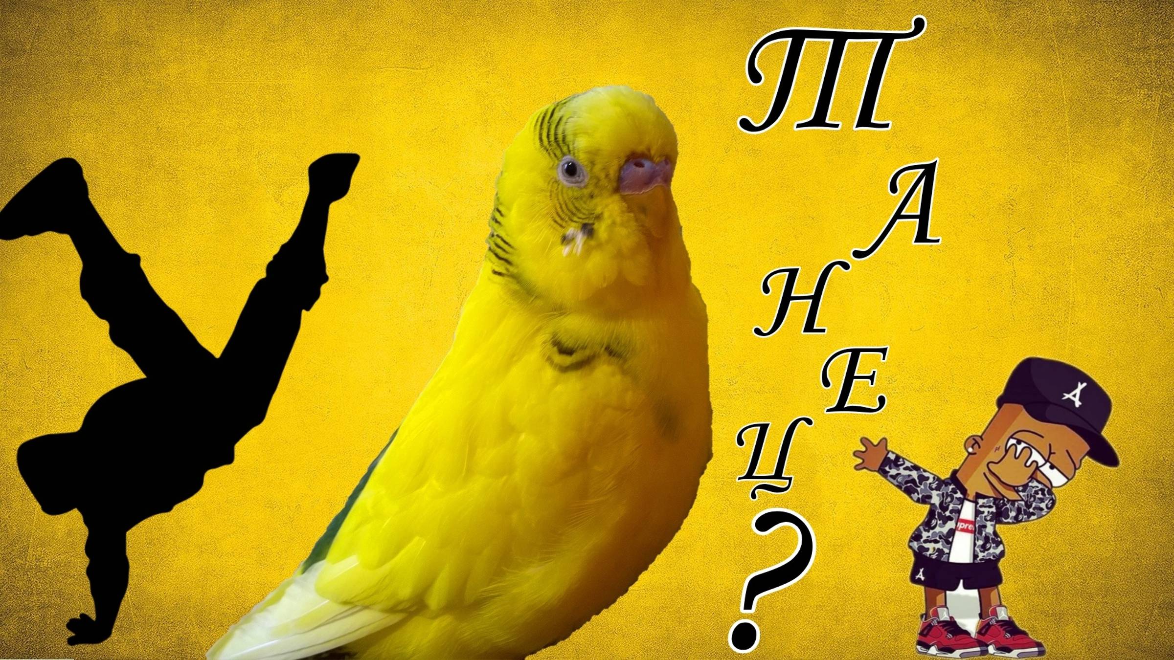 СМОТРИТЕ КАК ТАНЦУЕТ ВОЛНИСТЫЙ ПОПУГАЙ!? смотреть онлайн