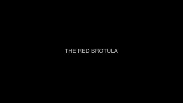 Red Brotula смотреть онлайн