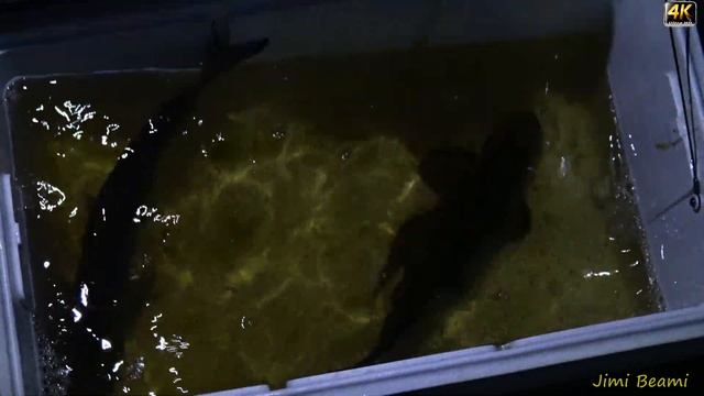 Как поймать линя в Норвегии? Рецепт! 4K.