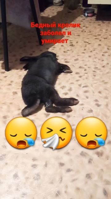 у нас зоболел кролик и умирает смотреть онлайн