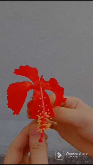 The Fascinating organ of a flowering plant 🪴 🌺 смотреть онлайн