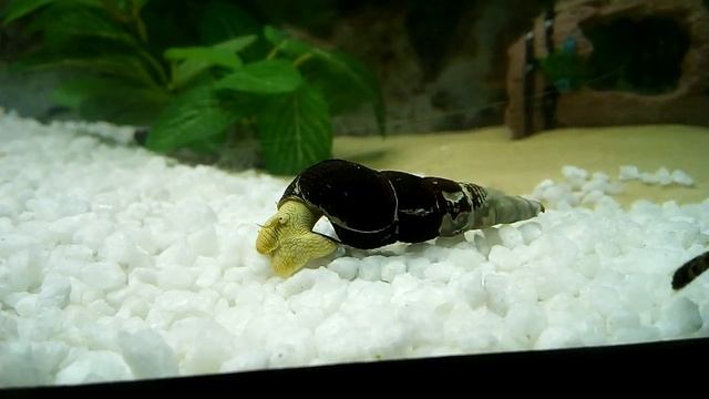 My Yellow Rabbit Snail & Bristlenose Catfish смотреть онлайн