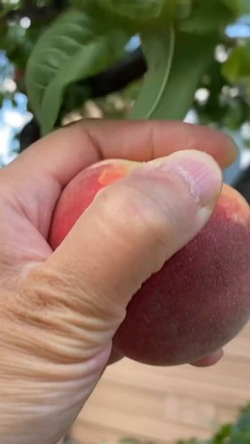 SATISFYING SOUNDS OF HARVESTING PEACHES #gardeningmakesmehappy #gardentalk #gardenanswer #gardening смотреть онлайн