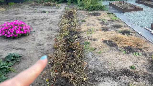 РАБОЧИЙ ВЛОГ из сада! Облагораживаю ШАГ за ШАГОМ! смотреть онлайн