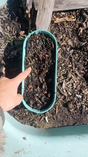 What happaned to the carolina reaper after episodes 59? смотреть онлайн