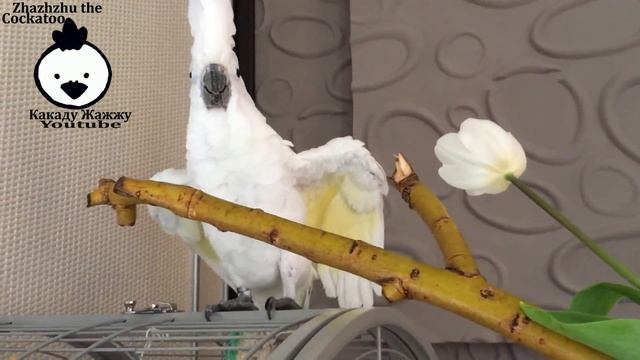 Cocktoo Zhazhzhu and Her Flower white and yellow tulip for Мarch 8 смотреть онлайн