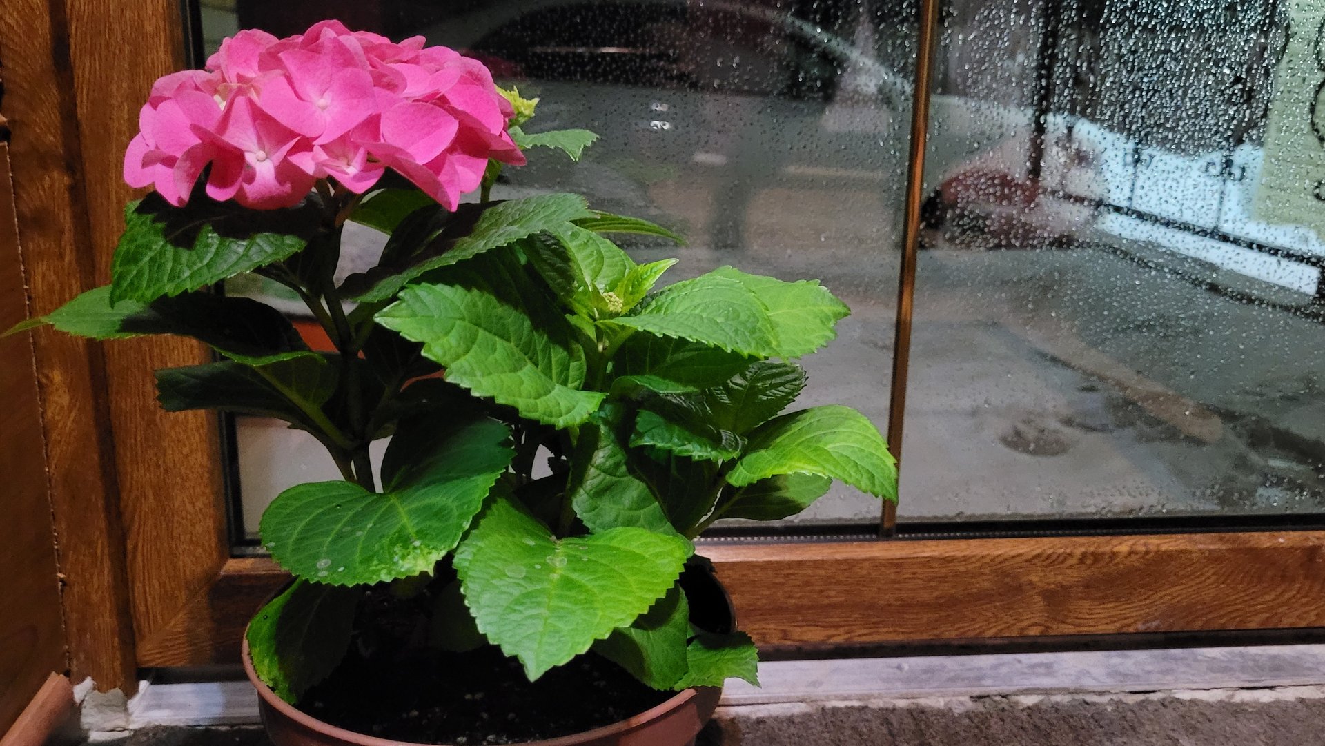 Крупнолистные гортензии к 8 марта . Выгонка . смотреть онлайн