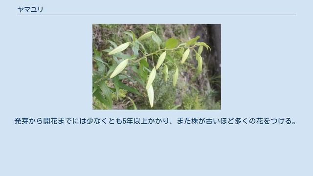 ヤマユリ смотреть онлайн