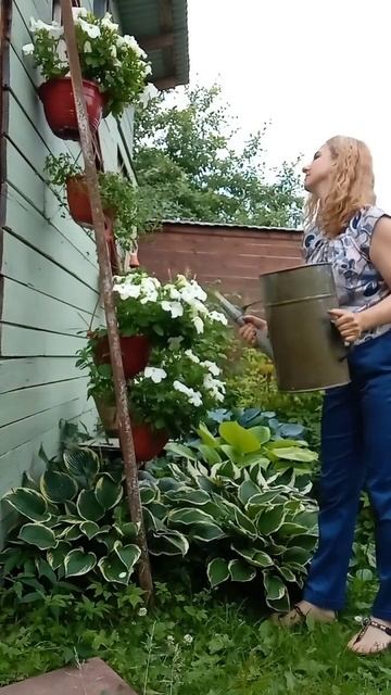 хосты как бордюр смотреть онлайн