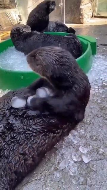 so much fun#animals #shorts смотреть онлайн