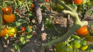 Томат  «Хурма» - урожайность, вкус помидоров, устойчивость к фитофторе. Обзор сорта «Хурма»