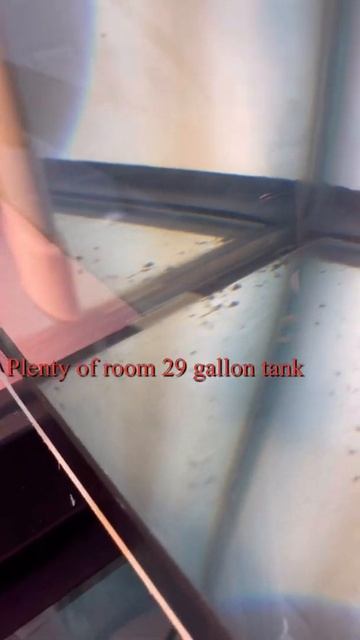 Snake skin discus breeding pair смотреть онлайн