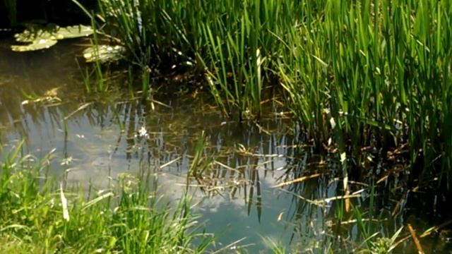 Концерт лягушек в Кузьминках смотреть онлайн