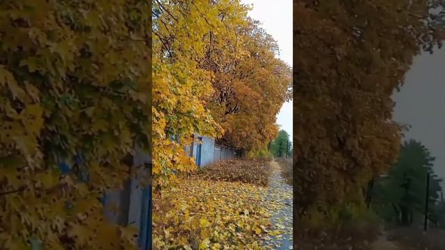 ЯНТАРНАЯ ОСЕНЬ.ЛИСТОПАД.🍁ВИД ИЗ ОКНА. смотреть онлайн