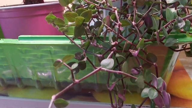 С майскими посиделками! смотреть онлайн