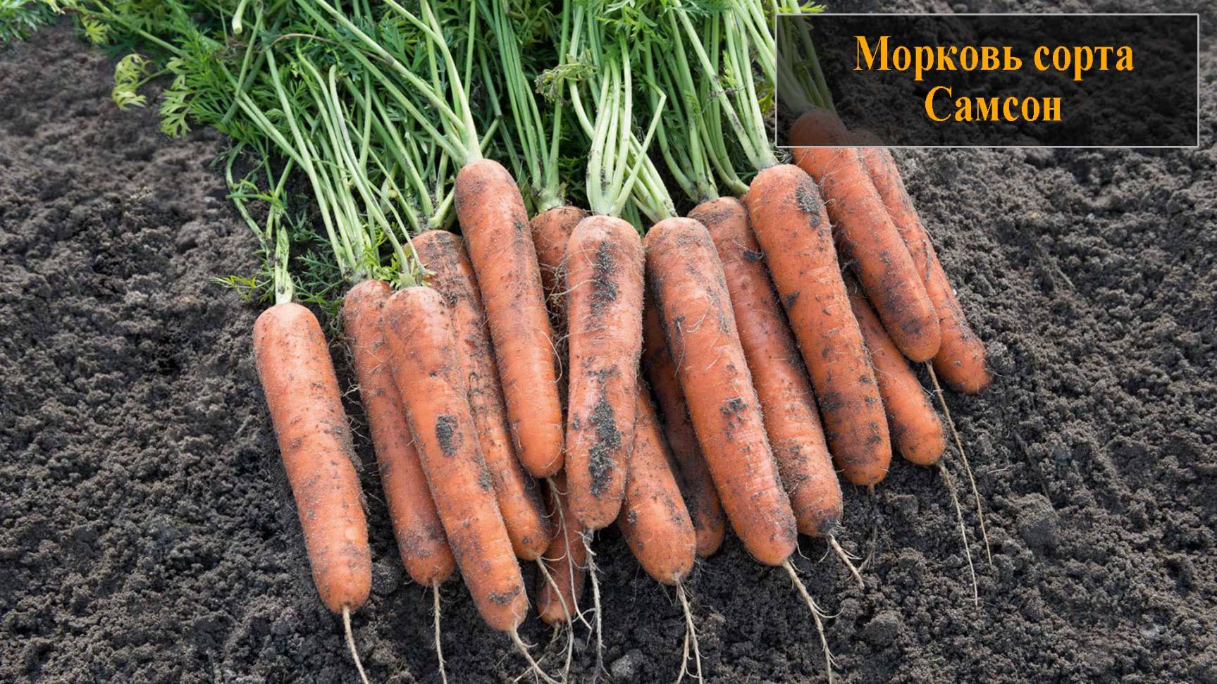 Морковь сорта Самсон смотреть онлайн