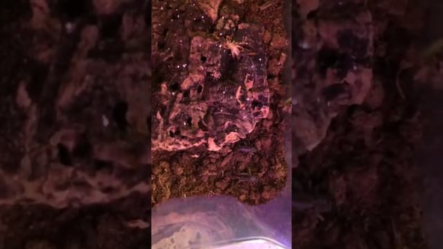 Grosphus Flavopiceus feeding смотреть онлайн