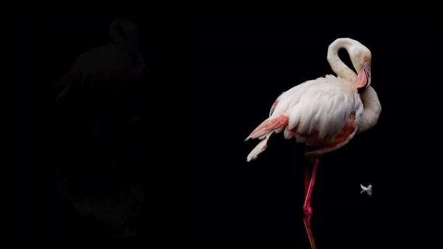 Espacio protegido | P. N. de Los Alcornocales y Comarca de La Janda смотреть онлайн