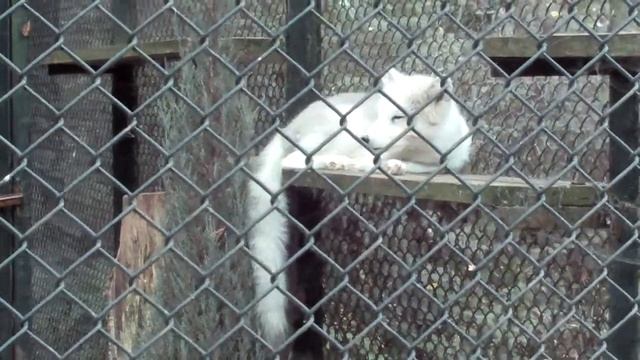 Lis srebrzysty - Nov silver - ноябрь серебра - Zoo w Łodzi 2012 смотреть онлайн