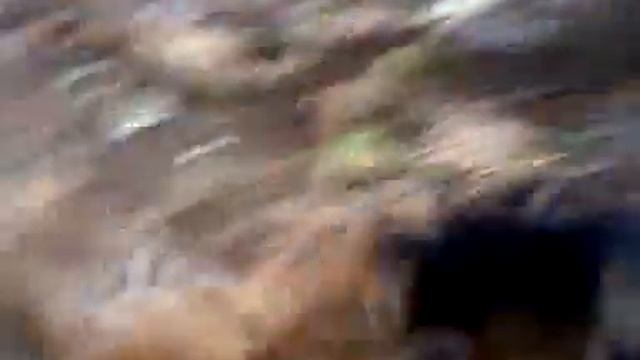 Шельма і лис.3gp смотреть онлайн