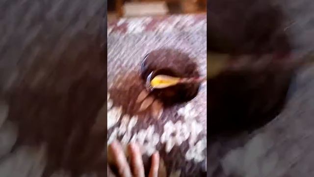 Проверка лизуна от Вики Лайм без клея смотреть онлайн