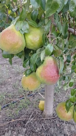 груша "Левен"