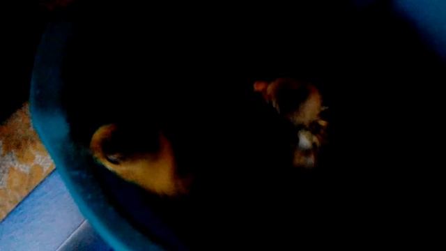 Кот и гуси у бабуси смотреть онлайн