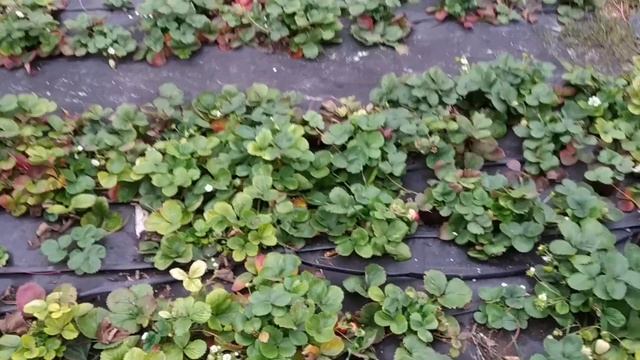 Клубника Альбион, 20 октября смотреть онлайн