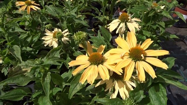 Echinacea ´Yellow Pearl´ смотреть онлайн