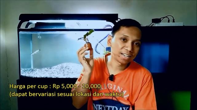 Tanaman Aquarium Mudah Tumbuh, Murah dan Indah - Bagian 2 смотреть онлайн