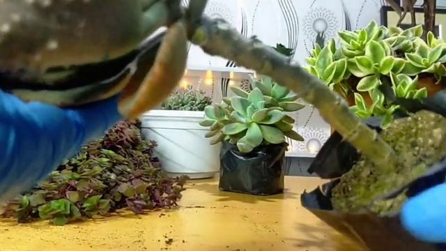 Q&A #04 Usapang Succulents || Commonly asked questions смотреть онлайн