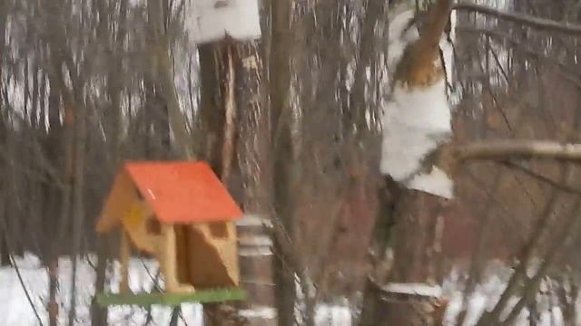 DSCN5122 04 03 2017 Г ПРОГУЛКА.....СИНИЦЫ ... смотреть онлайн