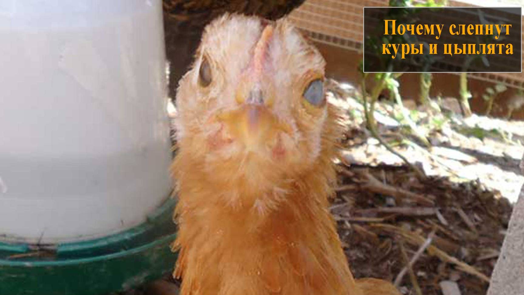 Почему могут слепнуть куры смотреть онлайн