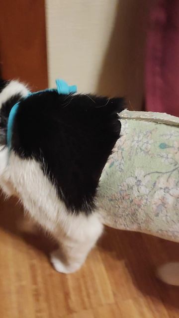 Попона для кошек своими руками. Просто и очень удобно. В ней легко двигаться, кушать, играть и тд 🐱 смотреть онлайн