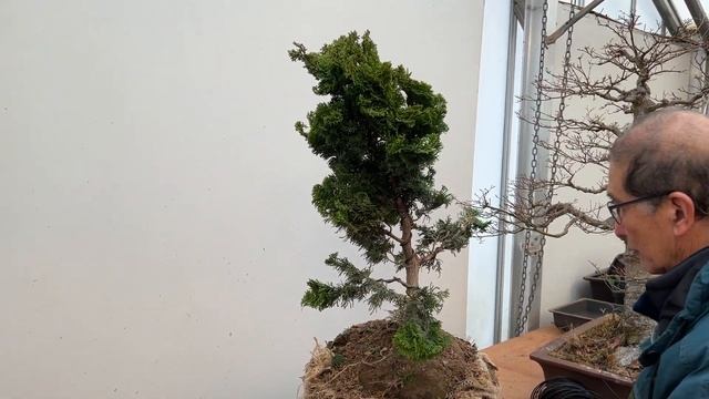 Hinoki Bonsai Secrets