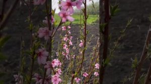 Дождь и цветущие персики.