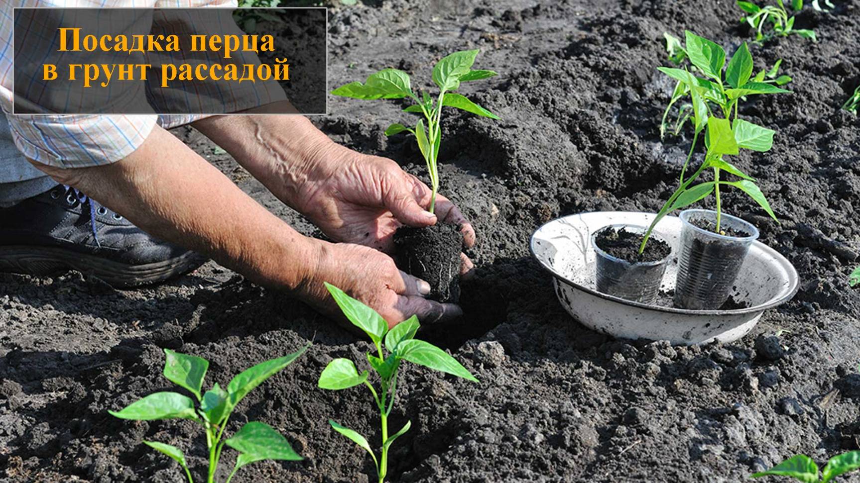 Посадка перца в грунт рассадой смотреть онлайн