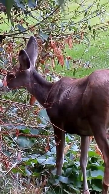 Deer смотреть онлайн