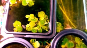 Phyllanthus fluitans (Red Root Floater) : Scheda Completa