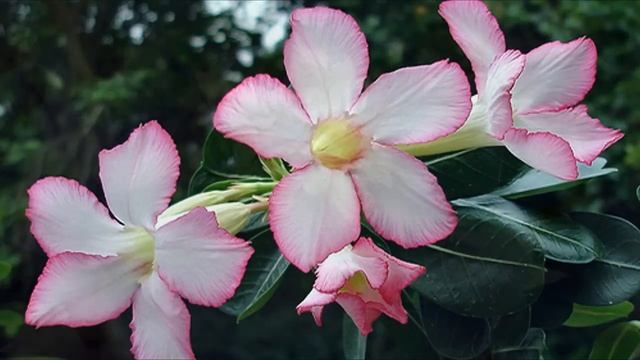 Flores Exóticas II смотреть онлайн