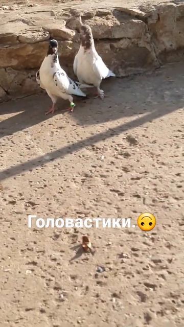 голуби бакинцы смотреть онлайн