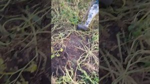 картофель сорт Алладин Шарлыкский район село Новоникольское.