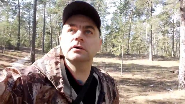 Весенний сосновый лес смотреть онлайн