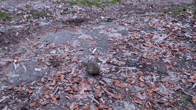 Забавный зверёк на Сухумской горе смотреть онлайн