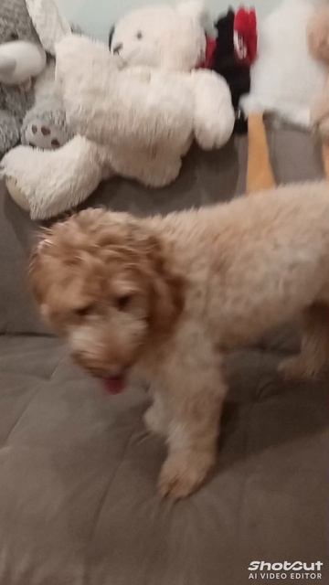 my dog смотреть онлайн