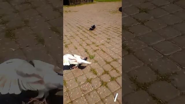 Птицы мира=D смотреть онлайн