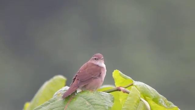 シマセンニュウ　Middendorff's Grasshopper Warbler смотреть онлайн