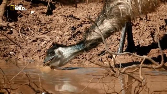 Exploring The Life of Kangaroos In The Nature (Wild Documentary) смотреть онлайн